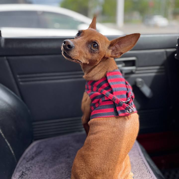 D2a36f98 7ad1 494a 8b72 14f0464e5c1f 1621940978610