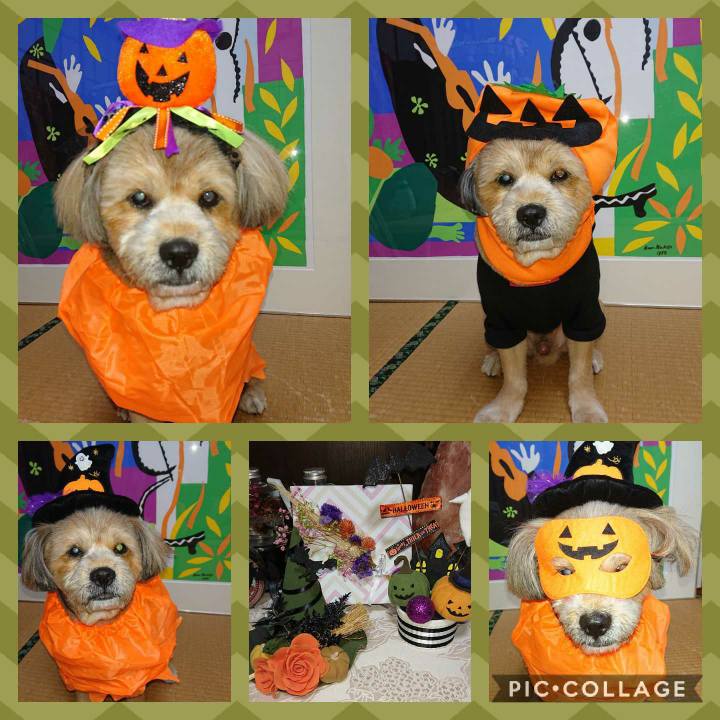 D2b63dc7 2eca 41d6 88b7 d3b66489eca2 1604061606836