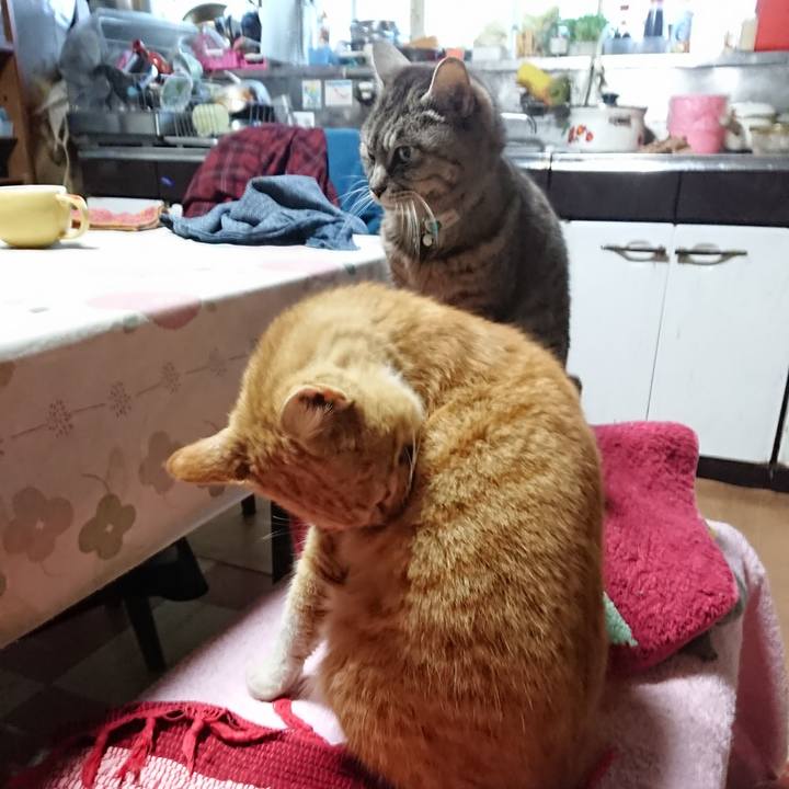 D2b7034e 73ed 4d83 93a5 1d70569360bd 1554153171644