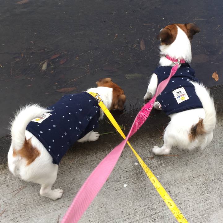 D2b8a2b3 9cb2 4dc6 af04 33da055e90a4 1510043923667