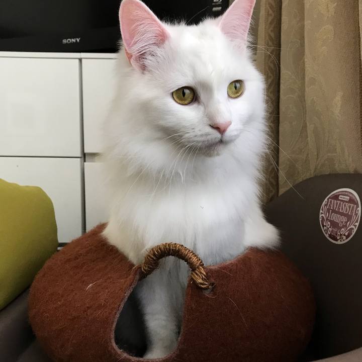 D2c85948 b5c7 4b29 ac74 b62b9858731d 1547784708310