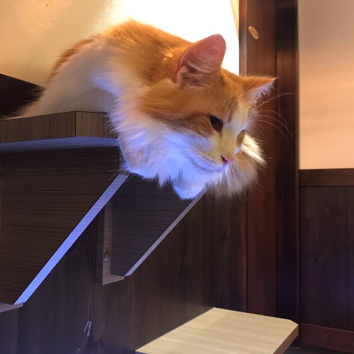 D2cd4a1f 8c69 4f35 9d45 211969a51d41 1544876278703