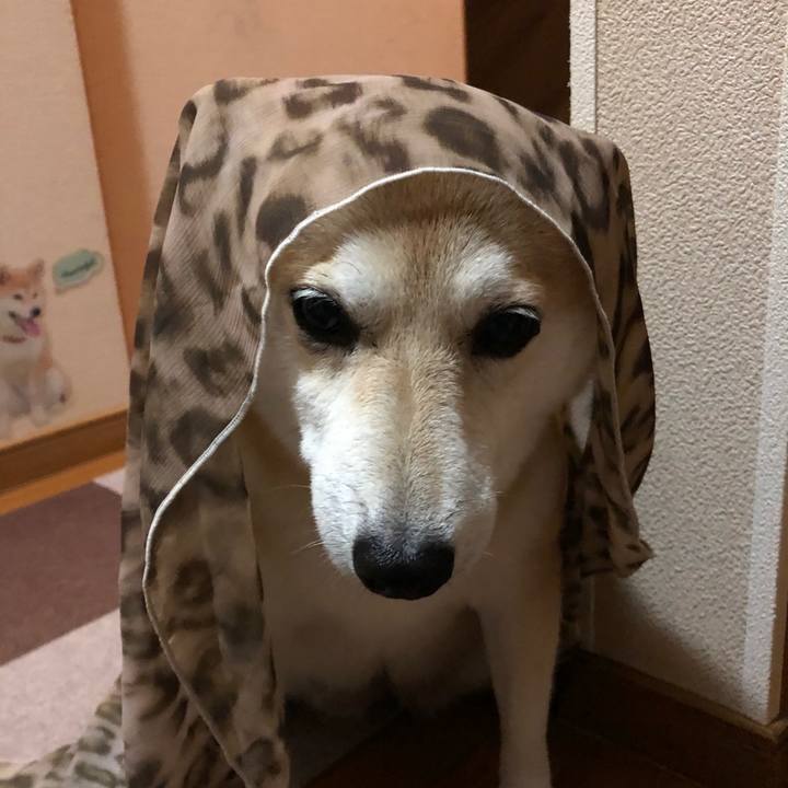 D2cdfe6c 05ba 476f 8c38 215dff30b7d7 1602843379352