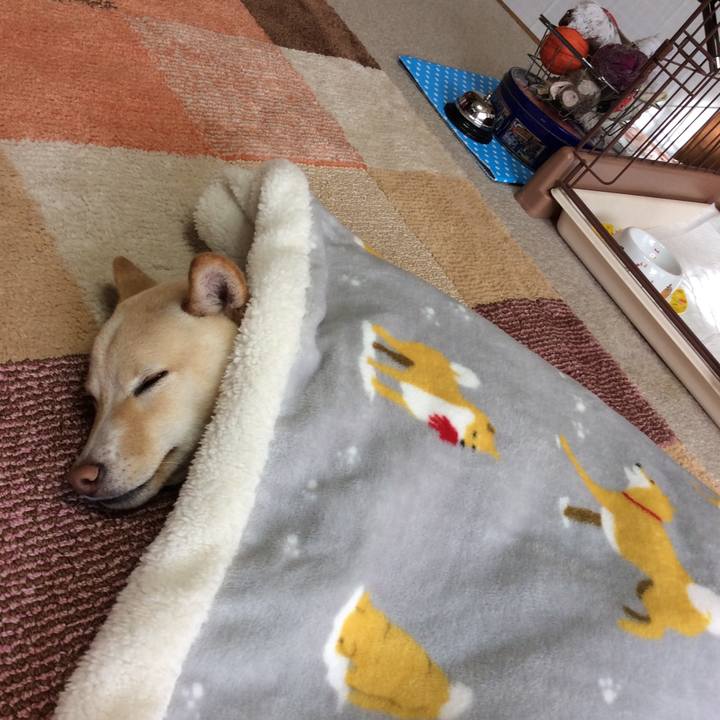 D2d11961 158d 4f55 8ef1 c799ff6330e5 1514117269768