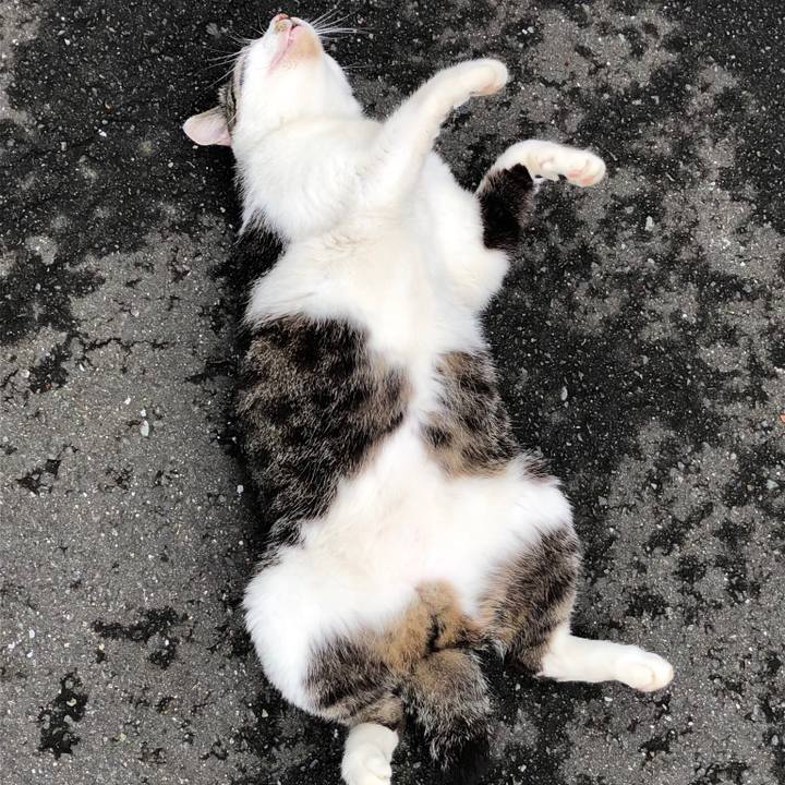 D2dc12e3 bb86 4f0e acb0 0f5219b778d9 1529568097315