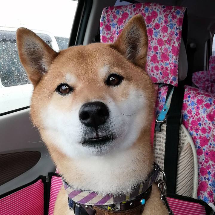 D2dd3878 1593 43e4 9f70 41ae19f7d699 1585719979435