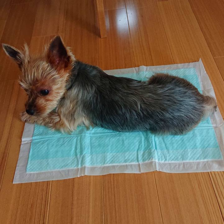 D2de6ee5 4da4 4afd ade2 d997a14e9198 1560641723773