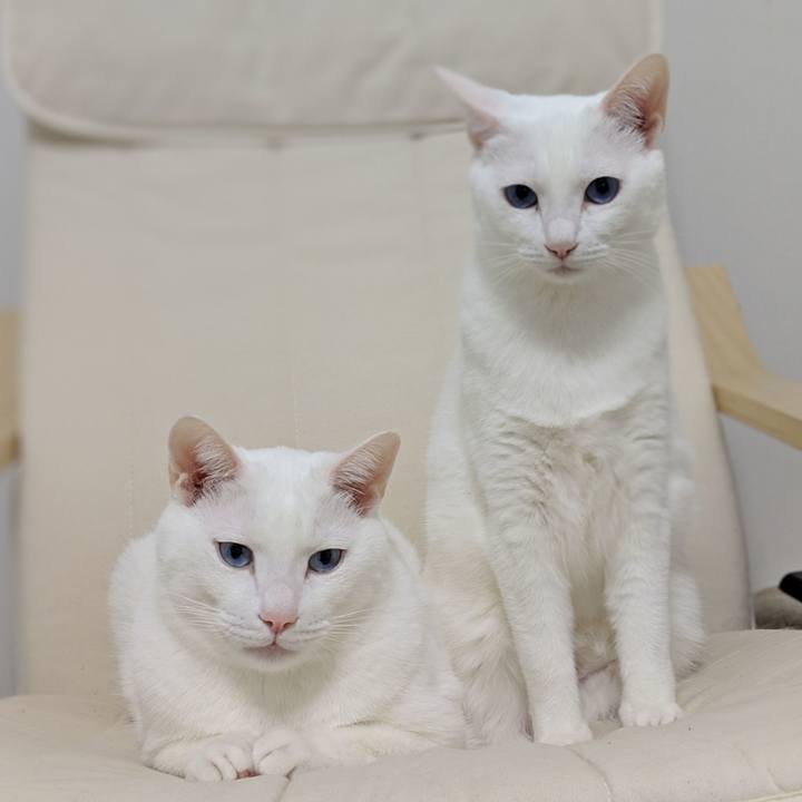 D2df48b3 4aeb 419b acfa 8a8937aff676 1549377864841