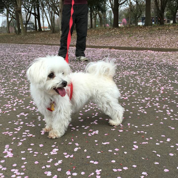 D2e14794 a6a2 409e ab66 9d8b5bad7b17 1585368724612