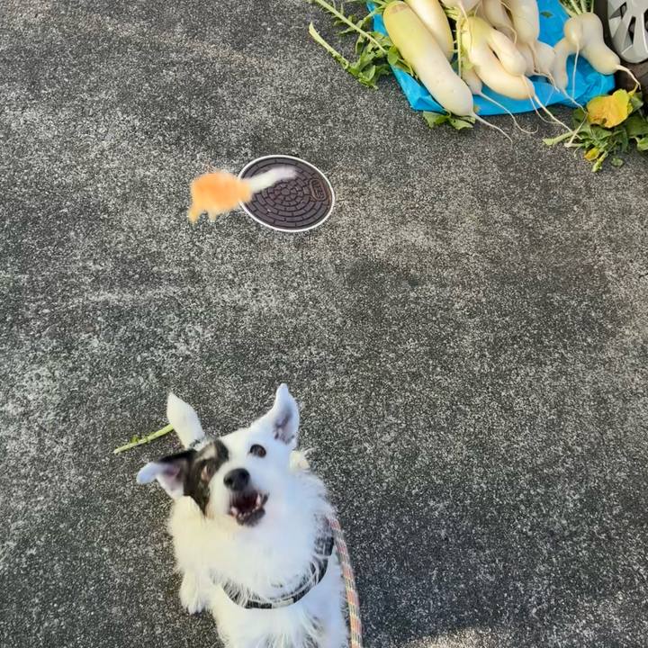 D2e5a7ff e2fd 4cbb abfd ddbc8bf3de12 1764549602108