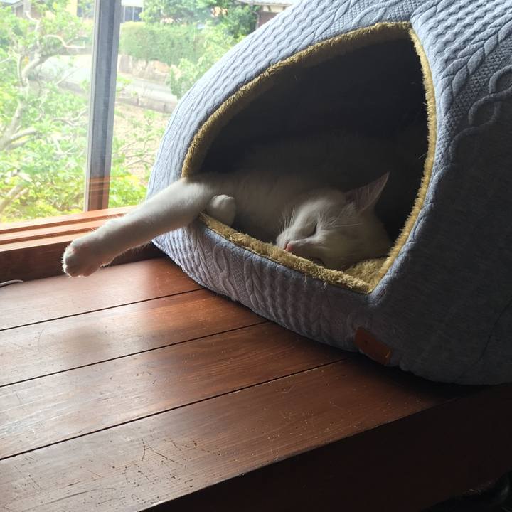 D2e8fc88 c55d 4ace b606 fdc4394be0dd 1526614273408