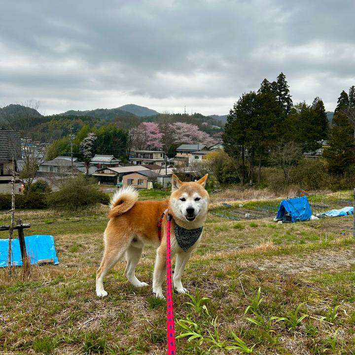 D2ea3824 b0ea 43e2 ab29 79626ae8a249 1712308337466