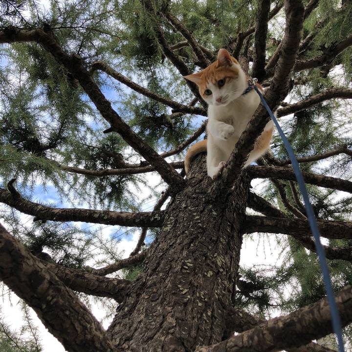 D2f0661f bc6b 4fc3 a42a ef22c75e25b3 1540962673087