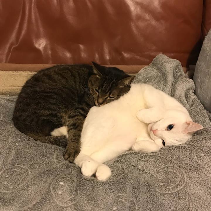 D2f52e53 a08c 4ab2 bdd1 c1bc1619183e 1519129557282