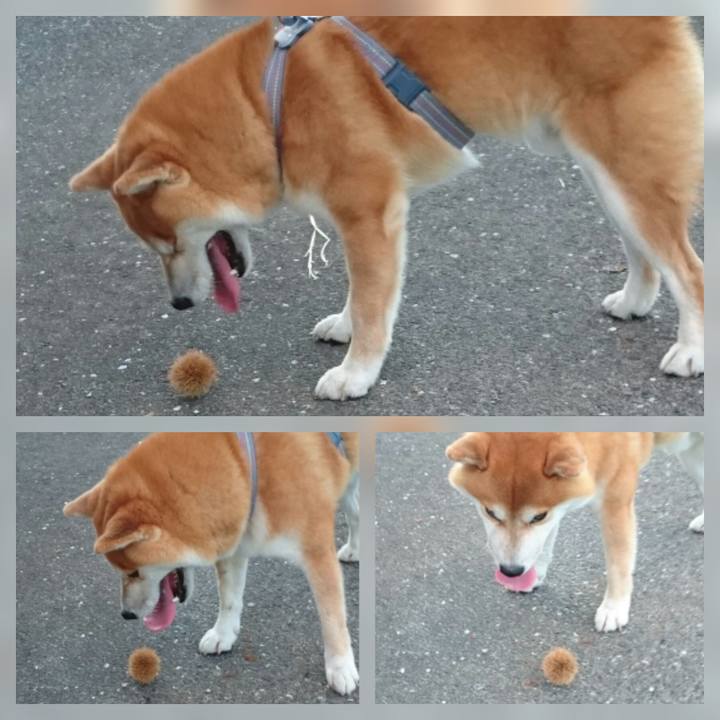 D2f722e3 3d57 40a2 a3f1 083635bc38b3 1507638545047