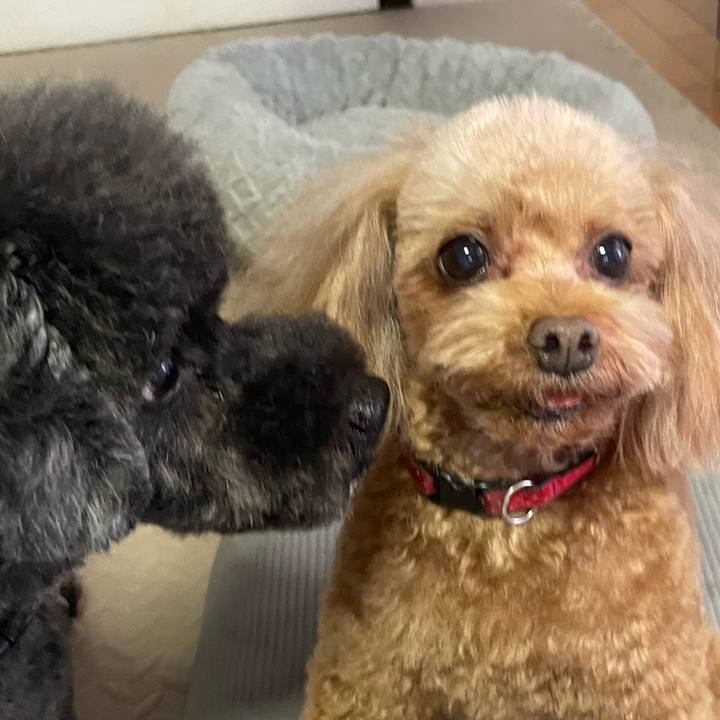 D2fa6ade 2ebf 4577 b2bc 2d9c673d7558 1736576678428