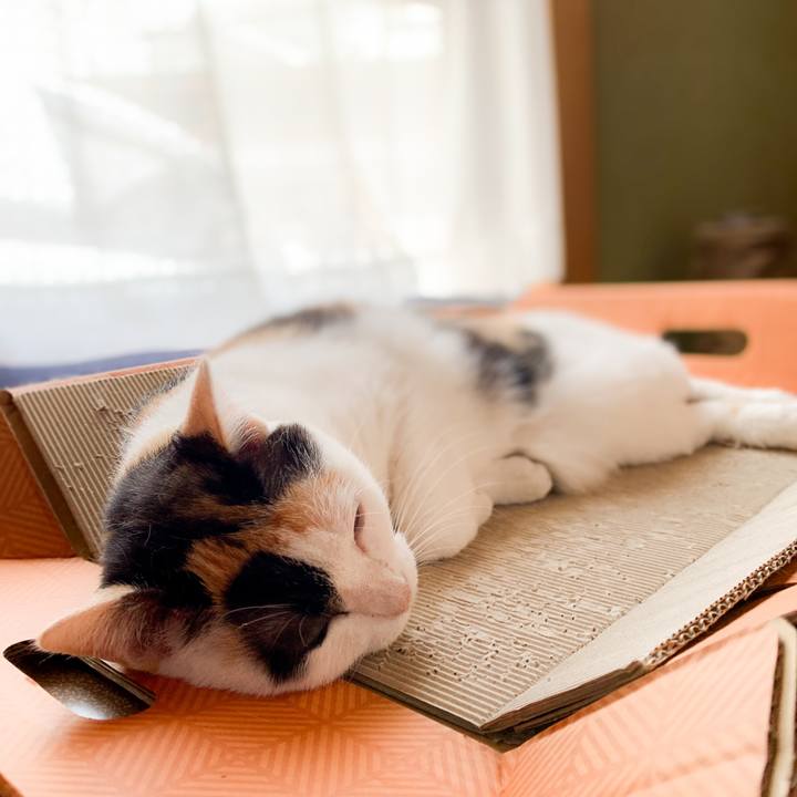 D3043149 3d97 457b b6a8 60c5076cc51a 1600738426177