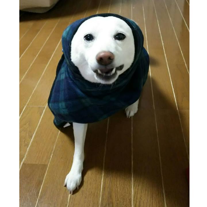 D3059729 a337 4b72 a4cf 4149be20a2b0 1517227123582