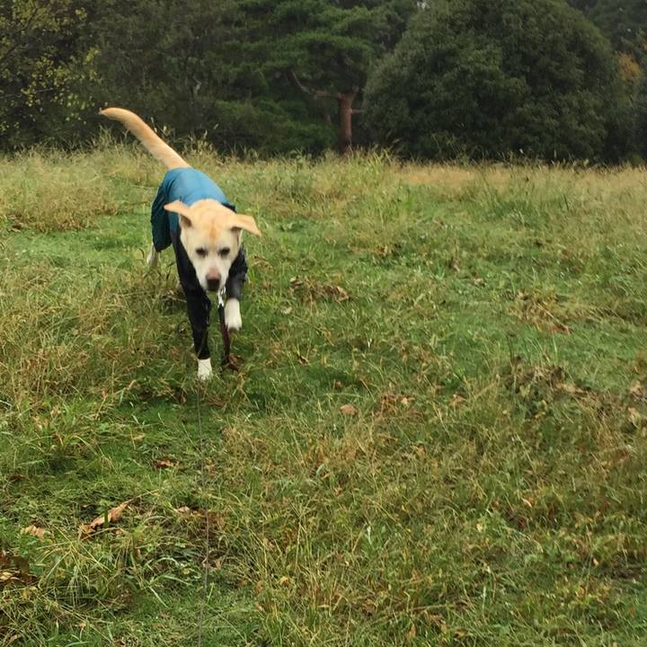 D30c4908 3220 4f9a adcd 7c20ad807e5d 1538732631420