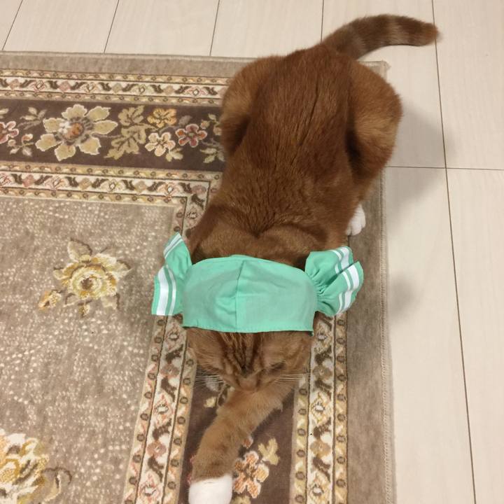 D30f098a dcd0 43d9 a6bf 5384a21f3fce 1541813363140