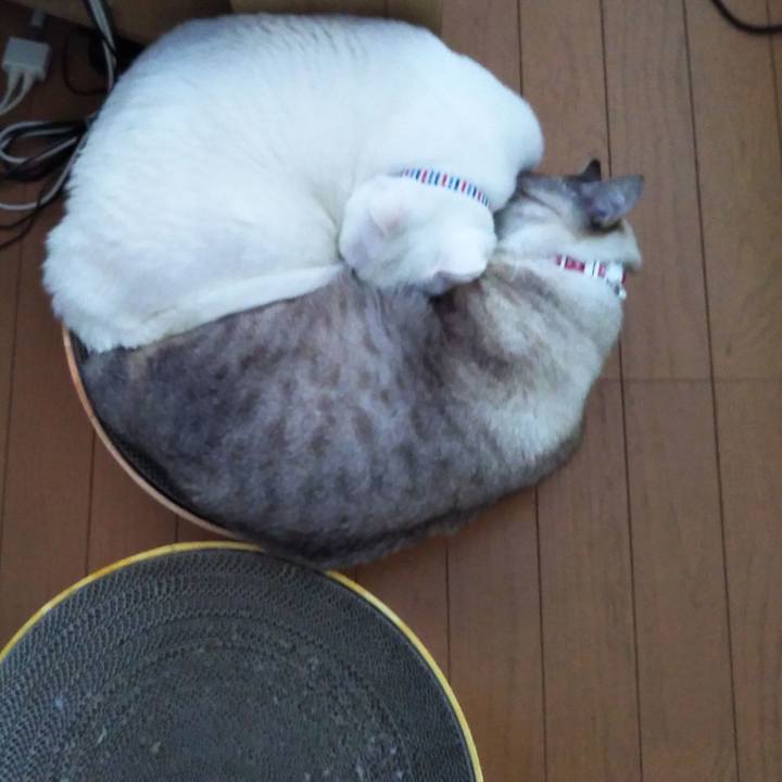 D31c1874 c475 4cee ba42 28ed5b144599 1608866335616