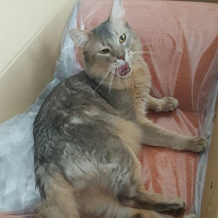 D31e2610 e49c 46a4 b1a7 ddfcf69cd813 1551511227388