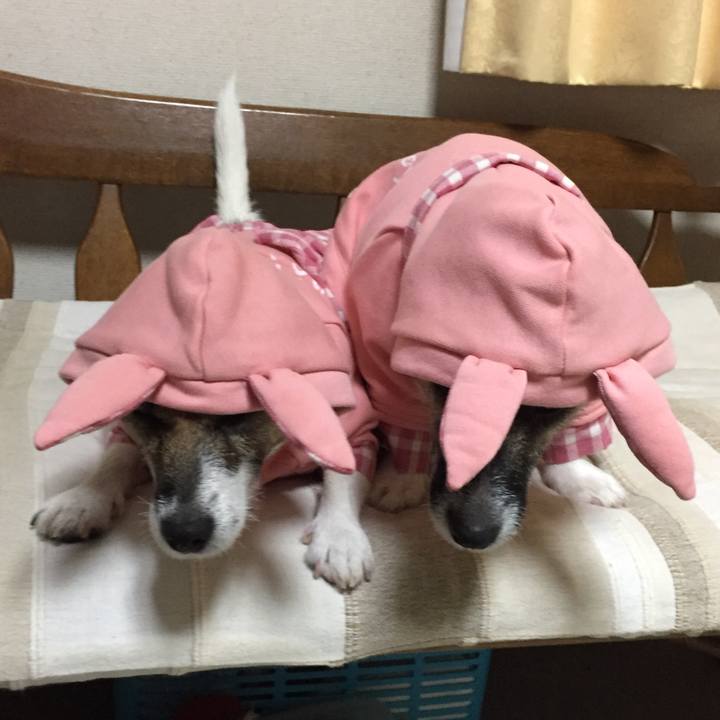 D31ef302 b00b 4102 b007 3779ce98d7f1 1537708355596