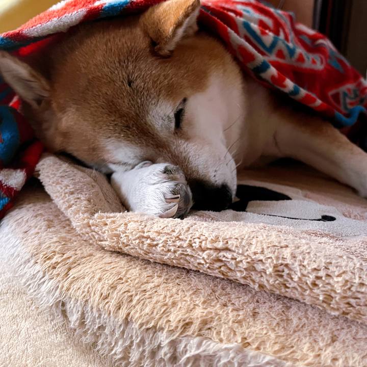 D321379a dcef 4dfc a5c0 aa2fea89f5c3 1707098037608