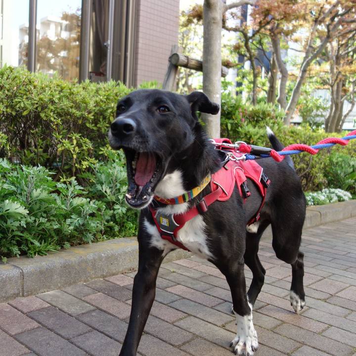 D3216601 08f4 42d5 a337 2fd39dad8d9e 1586398328718