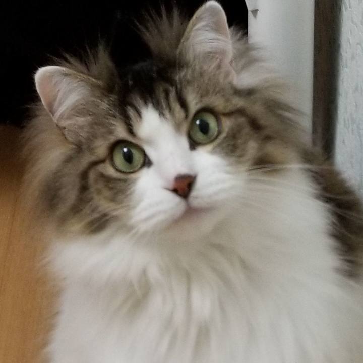 D3219061 78cf 4846 91a1 948c64035052 1586182314529