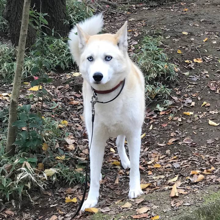 D33185ba acda 4d7f a747 a3e4575897fa 1542941980183