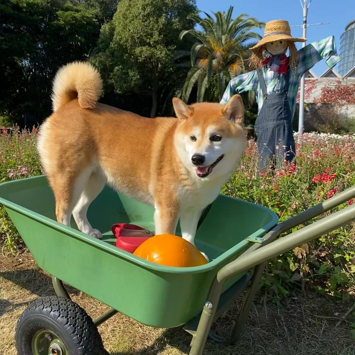 D3324eac dffd 4f0f bf1a 8f4c12adac2e 1605337009595