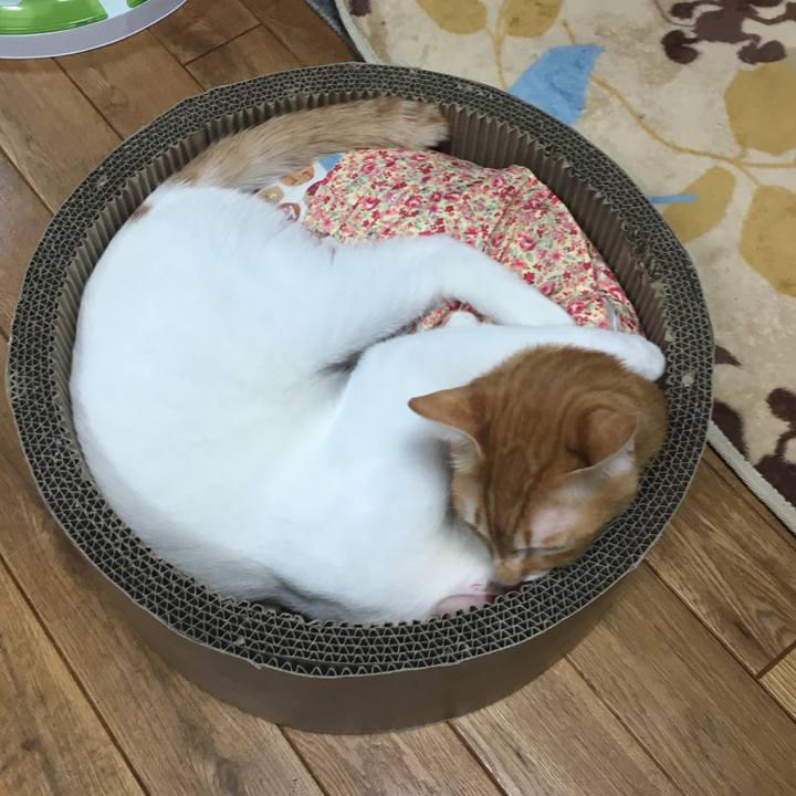 D3341158 1ef7 4835 8970 269d6fec755d 1517487810152