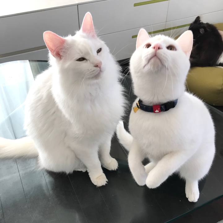 D334ec4d 5851 43a8 9a86 56acaa9fdb64 1580961331817