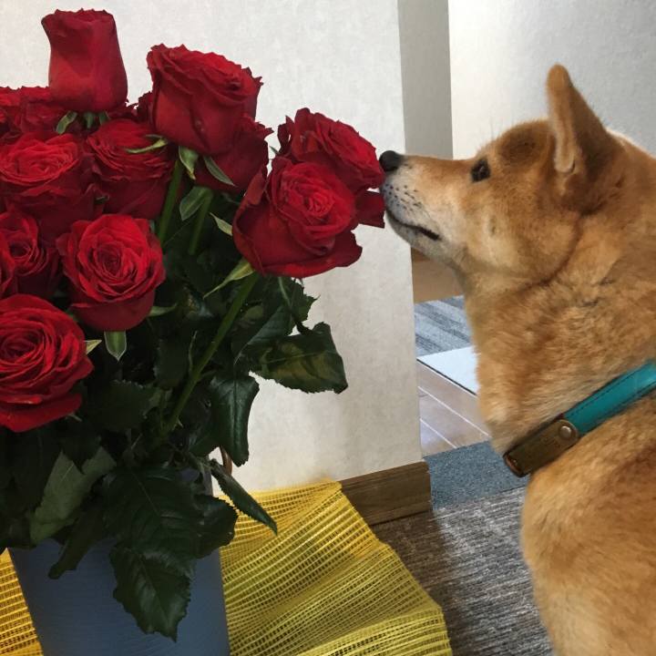 D33512ab 7cc8 4c61 9d2c bd2102a552b8 1541474180681