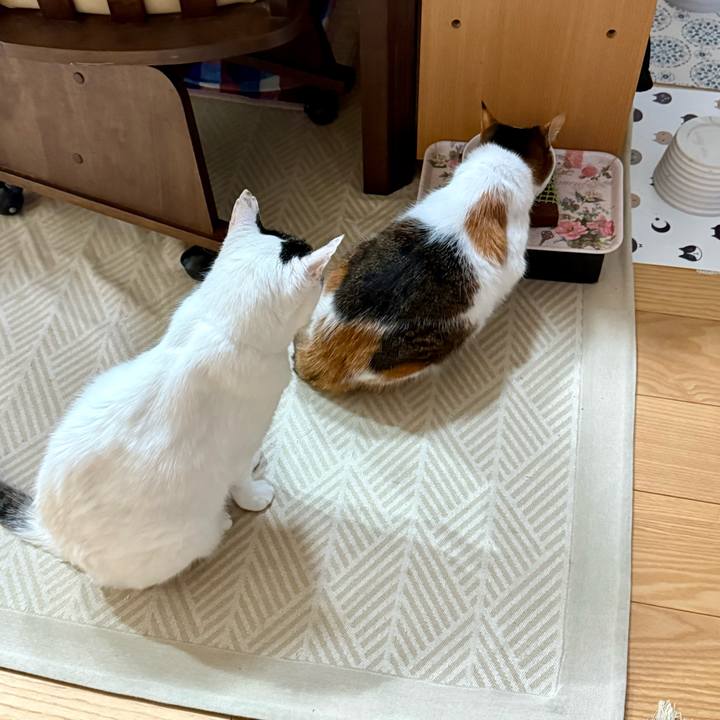 D3363157 34b2 4a1b bd07 a6912b465185 1748257364980