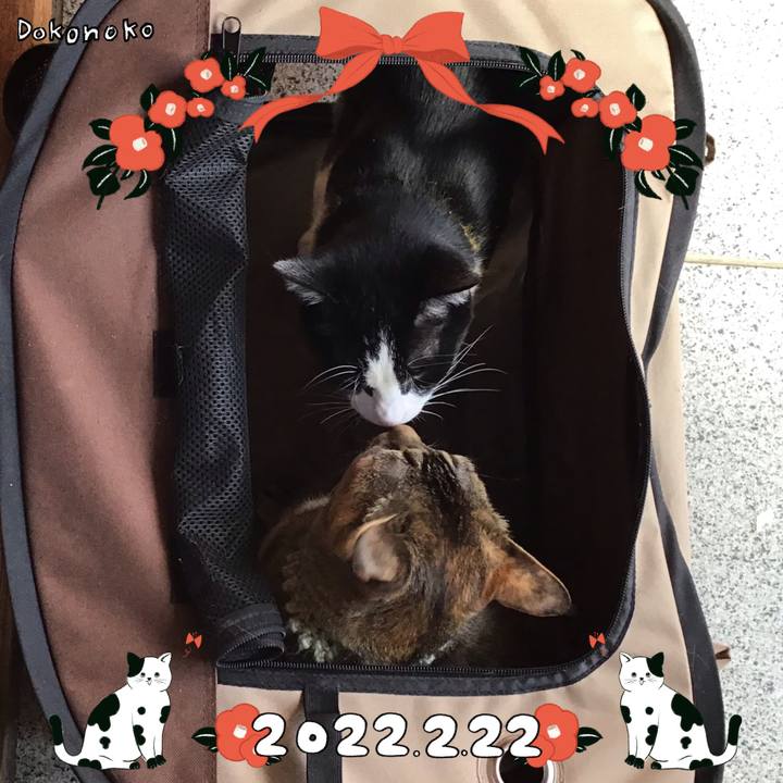 D336c2f4 63f2 4169 afb2 cb980f7c1761 1645511131001