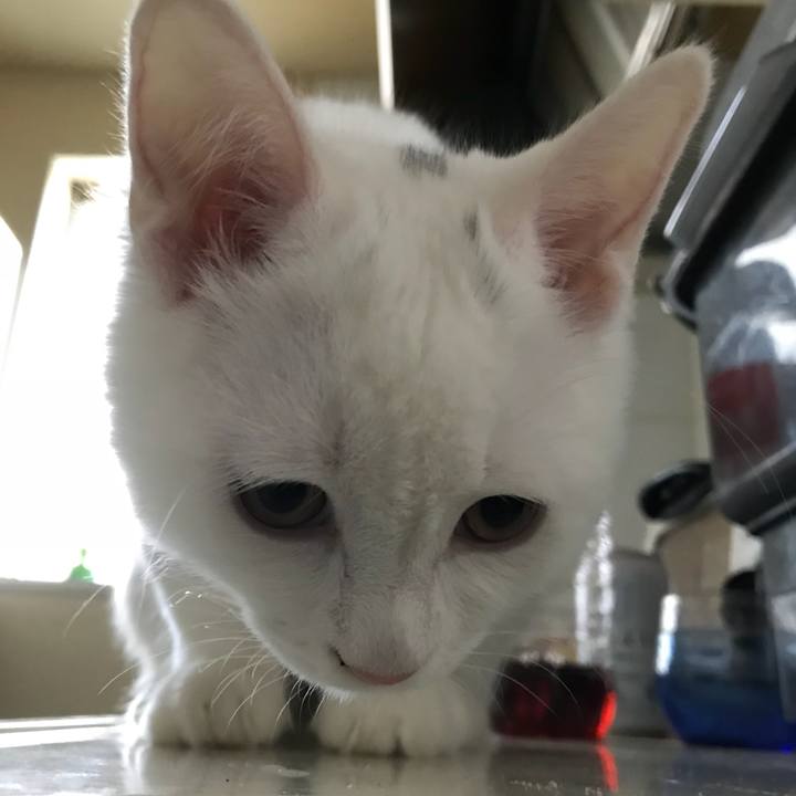 D338a7dd 5b0f 47d8 a11d e1e0681a5b00 1510273494017