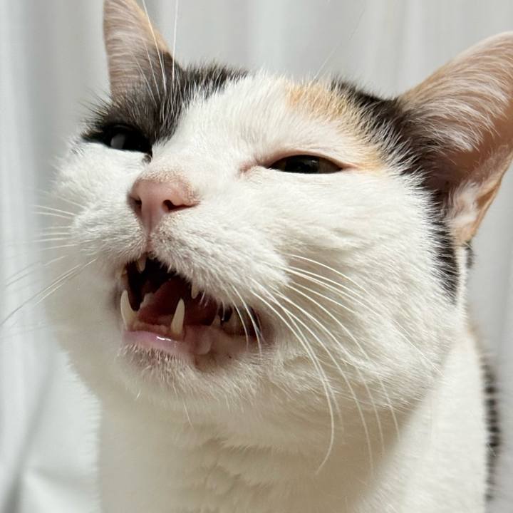 D33997fb 227c 431c 8f0a 65e38864b2ca 1763172508712