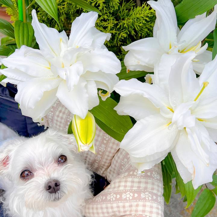 D339e8d8 1495 445c 98b4 06580d292f93 1688020864109