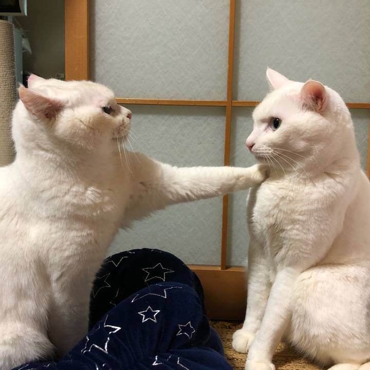 D33fb1b1 75b7 4e75 920c 1056da3744ea 1548408767700