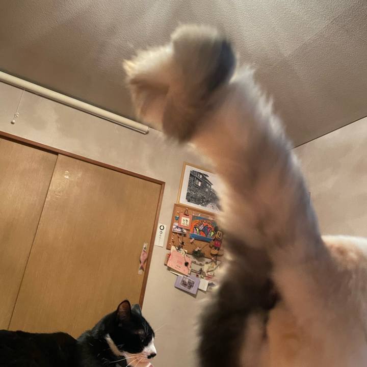 D3411e87 09c0 4268 be57 d756359da719 1737631030724