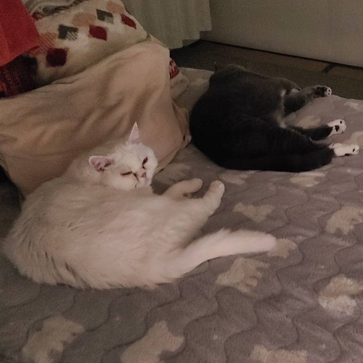 D342cf60 5161 4961 9290 059e1dd5ea3a 1701696844064