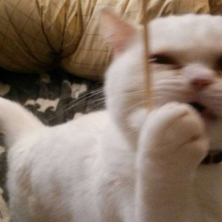 D3462f07 7792 49c8 86f2 72e14a25c76d 1516872169336