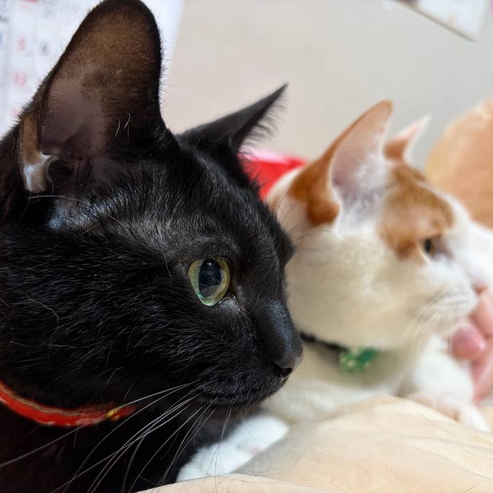 D3472999 45fd 44cd aaf0 b770a0474461 1772369577121