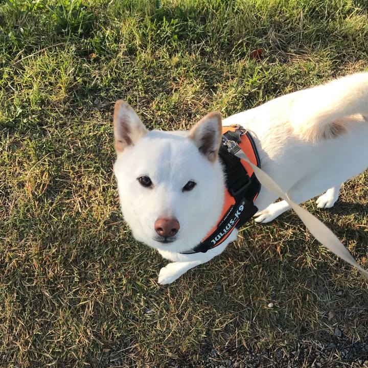 D347668a b831 4026 ae1c a027a87c9a12 1542325057524