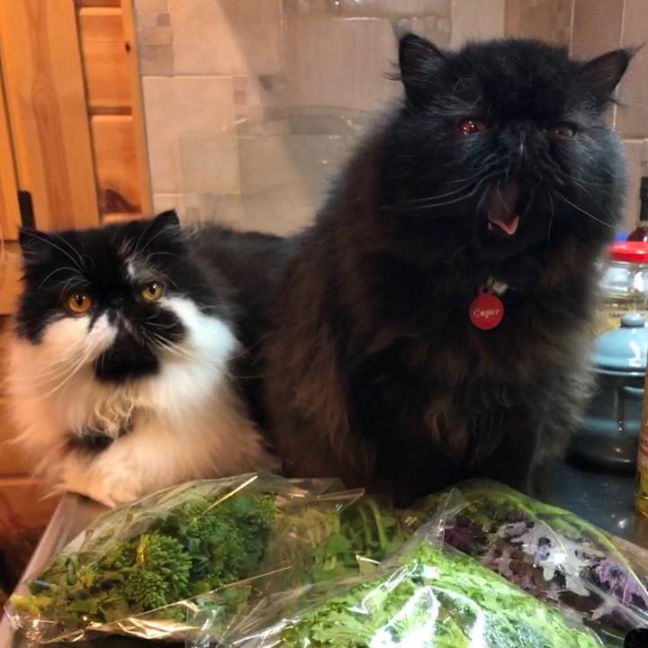 D3482163 ca72 4991 9533 fb7ae343bb0c 1550765687622