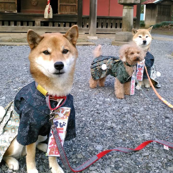 D3486dbd 8420 4f36 bdad d35fc9c8c8f4 1510735882905