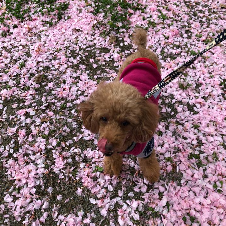 D34c38e1 22e6 48ba bd98 51f70d869454 1618716873477