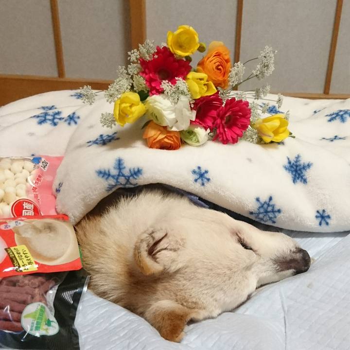 D34f50a4 5f51 4bdc bedc 380a41c848db 1549023022224